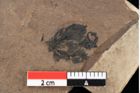 Foto (Detailansicht) von Glyptostrobus europaeus (Brongniart) Unger (NHMW-GEO-2024-0188-0162)